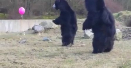 Ubacili su rozi balon među medvjede, njihova reakcija nasmijala je milione ljudi (VIDEO)