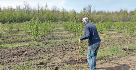 BIZARNA SCENA: Traktorom komšiji uništio plantažu lješnika!