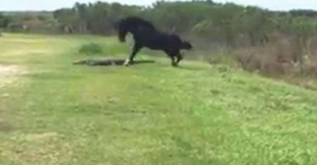 Snimljen nevjerovatan trenutak kada konj napada aligatora (VIDEO)