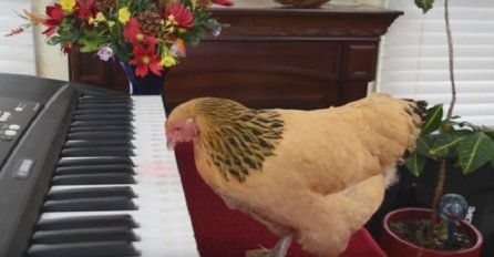  TALENTOVANA Koka svira klavir! (VIDEO)