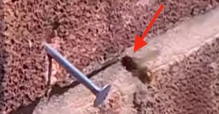 Zakucao je ekser u zid a onda je na njega sletjela pčela, ono što je uradila ostavit će vas bez teksta (VIDEO)