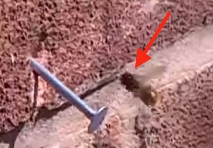 Zakucao je ekser u zid a onda je na njega sletjela pčela, ono što je uradila ostavit će vas bez teksta (VIDEO)