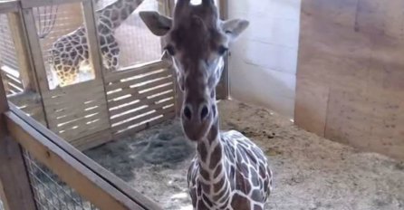 SVE JE SNIMLJENO: Internet zvijezda, žirafa April porodila se nakon godine dana iščekivanja