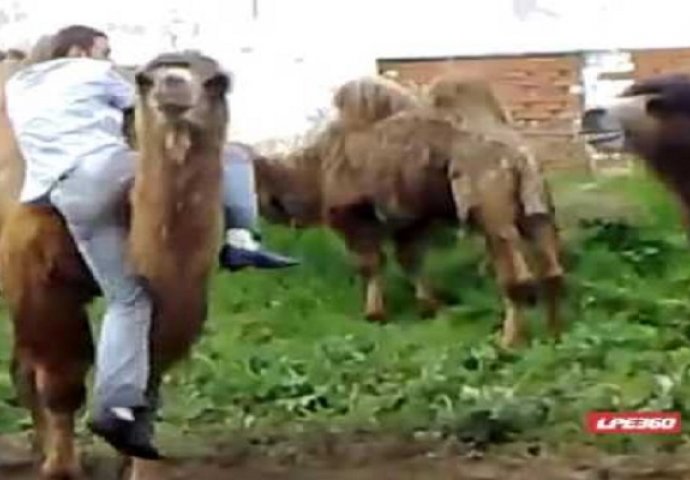 Rus se pokušao popeti na ženku kamile, no čekajte da vidite šta mu je uradio mužjak! (VIDEO)