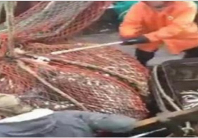 Ruski ribari iz vode izvukli mrežu punu ribe, no kada su je istresli uslijedilo je veliko iznenađenje (VIDEO)
