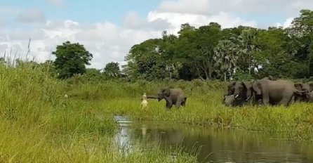 Slon došao do rijeke a onda ga je za surlu ščepao krokodil, ono što je uslijedilo ledi krv u žilama (VIDEO)