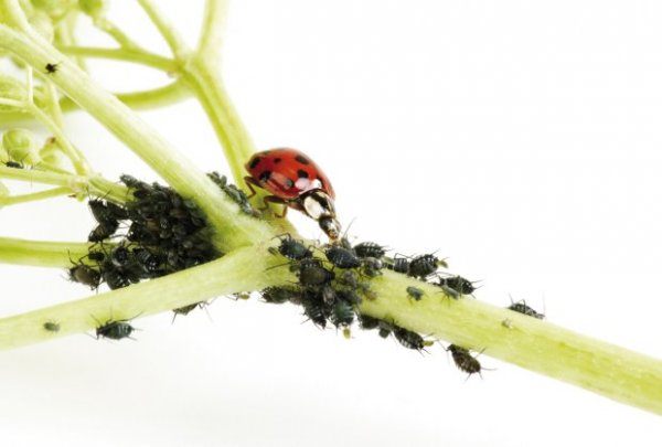 biljke-bube-foto-profimedia-1492510020-1161615