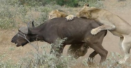 Dva gladna lava oborila su bizona na zemlju spremna zadati mu smrtonosni udarac, a onda se događa nešto neočekivano (VIDEO)