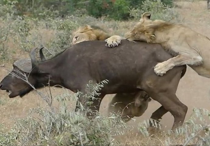 Dva gladna lava oborila su bizona na zemlju spremna zadati mu smrtonosni udarac, a onda se događa nešto neočekivano (VIDEO)