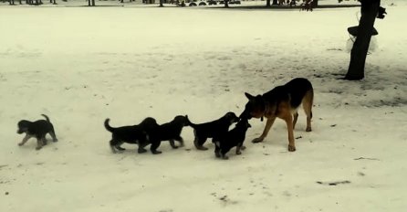 Nešto najslađe što ćete danas vidjeti: Tata vučjak igra se sa svojim mališanima na snijegu (VIDEO)