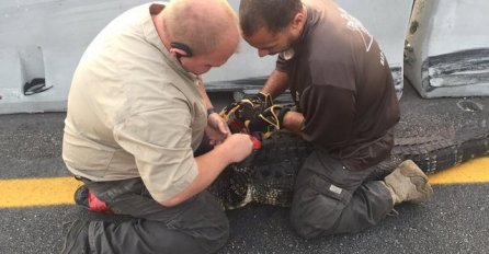 UMALO ZGAŽEN: Aligator puzao po autoputu, policajci ga spasili