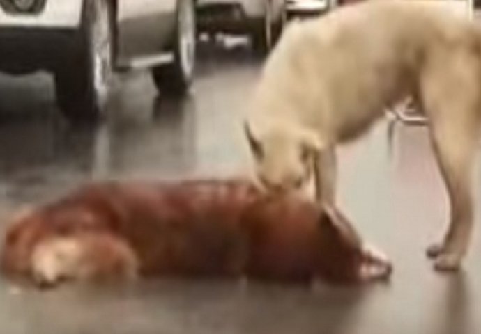 Psa pregazio auto, a njegov vjerni prijatelj ga je u šoku lizao, oživljavao i odbio napustiti 