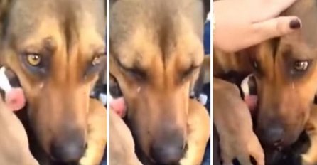 Izgubila je svoje psiće a onda su ih spasioci vratili, njena reakcija kada ih je ugledala će vam slmiti srce (VIDEO)