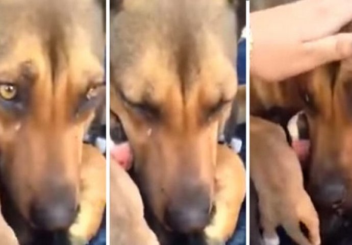 Izgubila je svoje psiće a onda su ih spasioci vratili, njena reakcija kada ih je ugledala će vam slmiti srce (VIDEO)