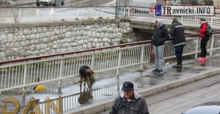 HEROJSKI ČIN VATROGASACA IZ TRAVNIKA: Spašavali pse lutalice iz korita rijeke Lašve (FOTO)