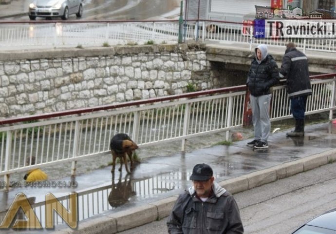 HEROJSKI ČIN VATROGASACA IZ TRAVNIKA: Spašavali pse lutalice iz korita rijeke Lašve (FOTO)