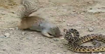 Vjeverica je hodala gladna unaokolo ali na putu joj se pojavila zmija, ovakvu reakciju niko nije očekivao (VIDEO)