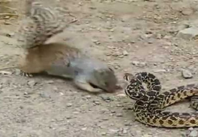 Vjeverica je hodala gladna unaokolo ali na putu joj se pojavila zmija, ovakvu reakciju niko nije očekivao (VIDEO)