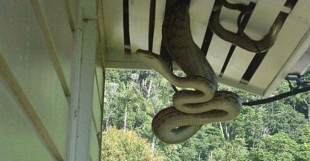 AKO SE PLAŠITE ZMIJA, NE GLEDAJTE OVO: 10 dokaza da one mogu pretvoriti svaku situaciju u PAKAO! (FOTO)