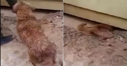 Čuli su plač koji je dolazio ispod poplavljene kuće, a onda je pas uradio ovo (VIDEO)