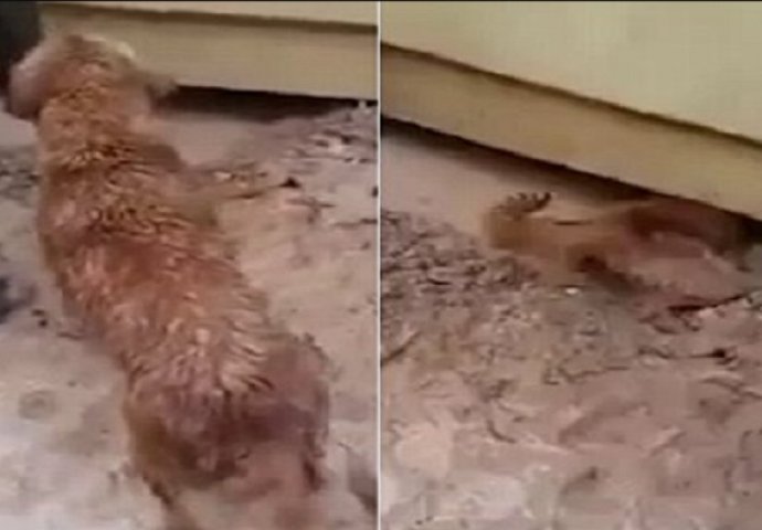 Čuli su plač koji je dolazio ispod poplavljene kuće, a onda je pas uradio ovo (VIDEO)