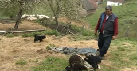 Vukovi zaklali deset ovaca kod Višegrada