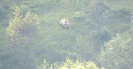 SELO U BiH: Medvjed tokom noći upao u selo i napravio pokolj