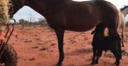 (VIDEO) FASCINANTNA PRIRODA: Kobila brine o tek rođenom teletu koje je odvojeno o majke i pazi ga kao da je njeno mladunče!