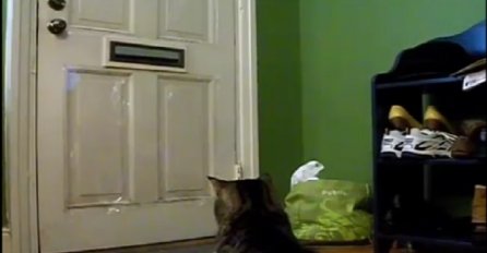 Ova mačka svakog dana u 12:00 čeka ispred vrata, ali sačekajte da vidite zašto (VIDEO)