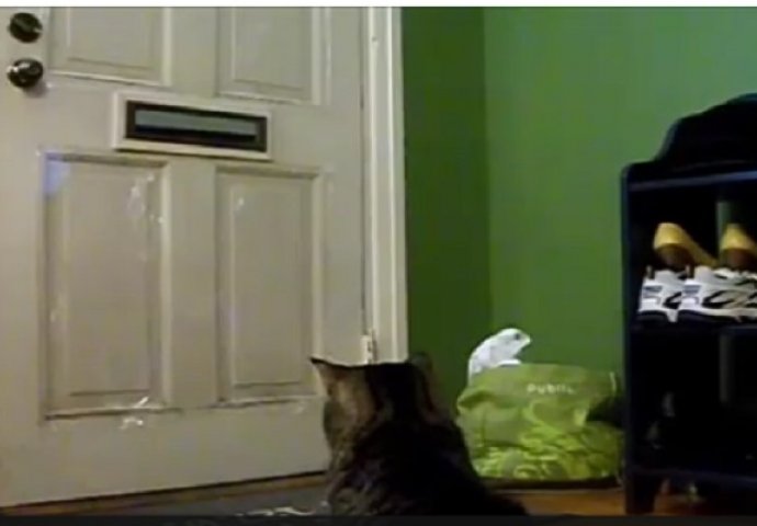 Ova mačka svakog dana u 12:00 čeka ispred vrata, ali sačekajte da vidite zašto (VIDEO)