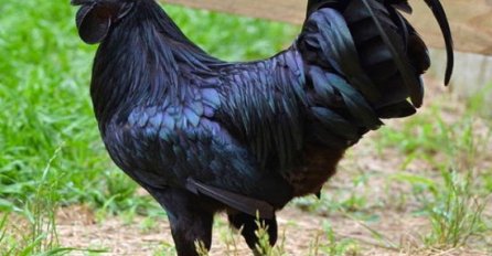 NEMATE POSAO, A IMATE DVORIŠTE: Uzgajajte ove ŽIVOTINJE, zaradite i do 2.500 DOLARA po komadu!