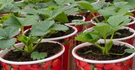 Ne ulažete ni novčić, a imate voće i povrće bez pesticida: Uzgajanje u čašama je apsolutni hit (FOTO)