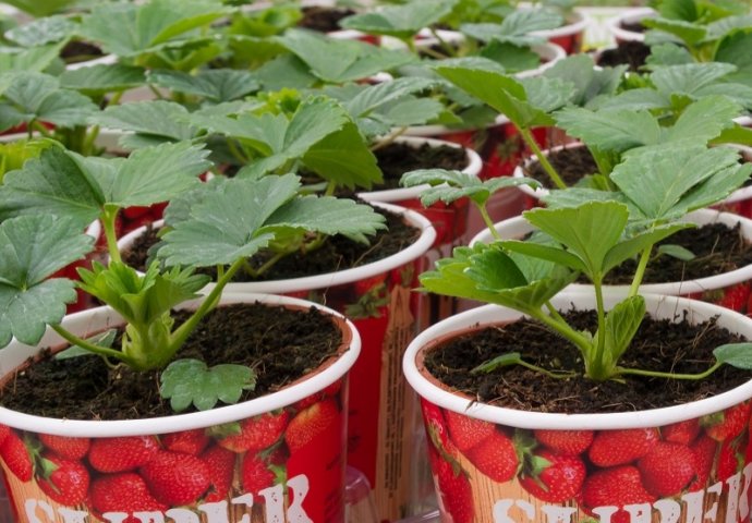 Ne ulažete ni novčić, a imate voće i povrće bez pesticida: Uzgajanje u čašama je apsolutni hit (FOTO)