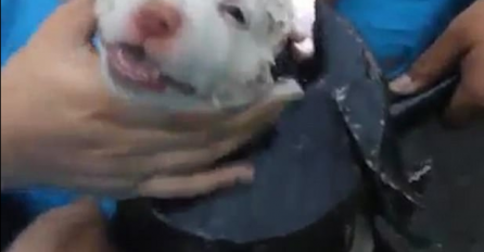 Nesretni psić zapeo u auspuhu, nećete vjerovati sa čime su ga uspjeli izvući i spasiti sigurne smrti (VIDEO)