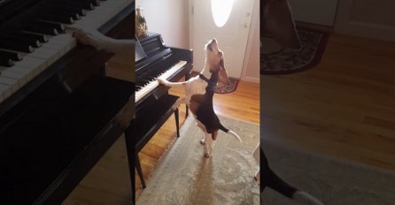 Ovaj pas ima nevjerovatan talenat da svira klavir, ali to nije sve (VIDEO)