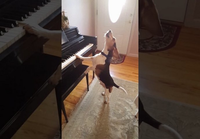 Ovaj pas ima nevjerovatan talenat da svira klavir, ali to nije sve (VIDEO)