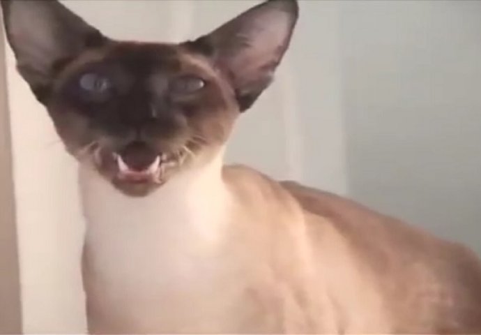 Snimao je svoju mačku: Kada čujete kako se mačka smije, past ćete sa stolice (VIDEO)