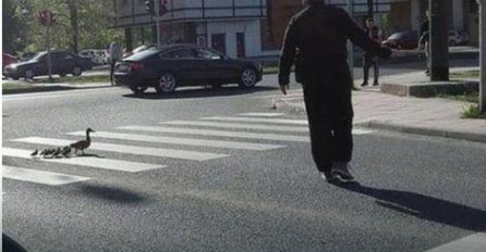 NESVAKIDAŠNJA SCENA U GLAVNOM GRADU: Pačija porodica prošetala centrom Sarajeva! (FOTO)