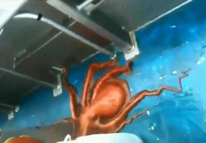Ulovili su ogromnu hobotnicu, no ono što je uradila na brodu ostavit će vas bez teksta (VIDEO)
