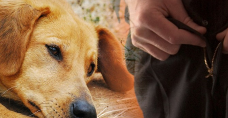 HRVAT U EU PARLAMENTU OPTUŽEN ZA GNJUSAN ČIN:'Nisam silovao svoje pse, istinu ću dokazati na sudu"