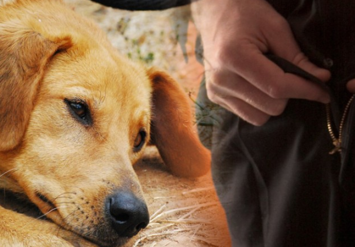 HRVAT U EU PARLAMENTU OPTUŽEN ZA GNJUSAN ČIN:'Nisam silovao svoje pse, istinu ću dokazati na sudu"