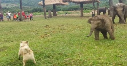 Pustila je malog slona da priđe njenom psu, ono što se desilo u nastavku sigurno nije očekivala (VIDEO)