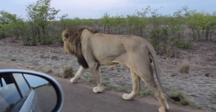 Dok se vozio autom naišao je na lava koji hoda cestom: Uzeo je mobitel i počeo ga snimati, a onda se događa ovo (VIDEO)