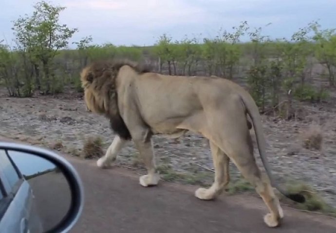 Dok se vozio autom naišao je na lava koji hoda cestom: Uzeo je mobitel i počeo ga snimati, a onda se događa ovo (VIDEO)