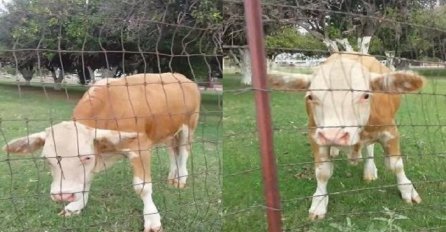 Čovjek u invalidskim kolicima je prišao kravi, ali ovo od nje sigurno nije očekivao (VIDEO)