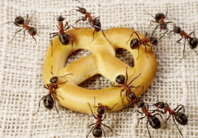 Oterajte zauvijek MRAVE iz kuće! Ovo je način da izađete na kraj sa njima