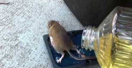 Uhvatio je miša na ljepljivu zamku: Kada ga je iznio napolje i krenuo osloboditi, desilo mu se nešto neočekivano (VIDEO)