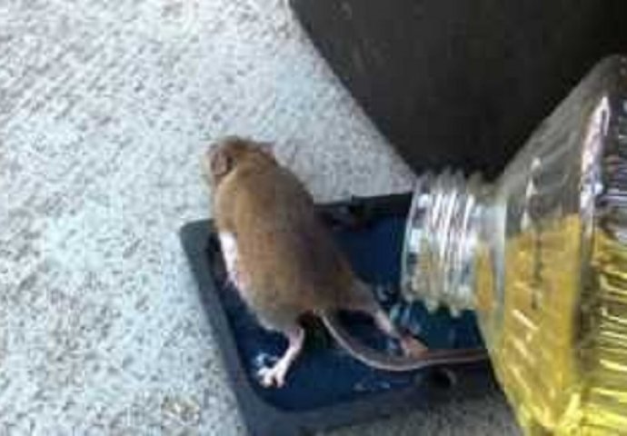 Uhvatio je miša na ljepljivu zamku: Kada ga je iznio napolje i krenuo osloboditi, desilo mu se nešto neočekivano (VIDEO)