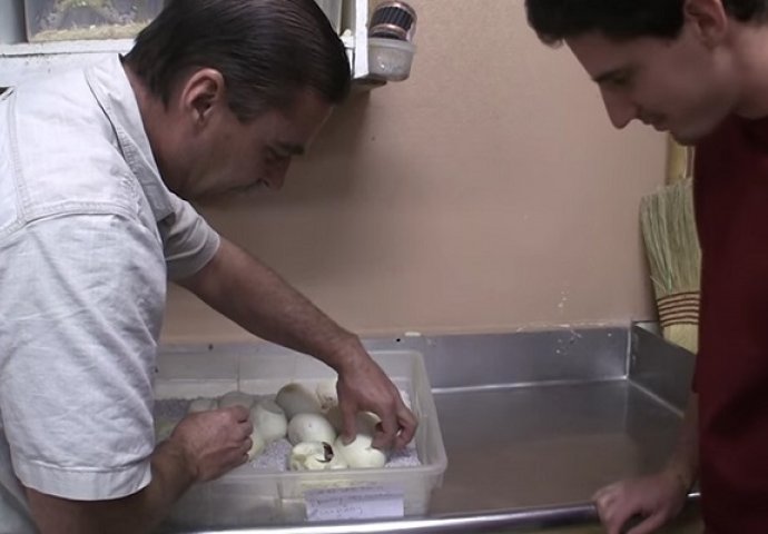 Otvorili su ova čudna jaja, ono što je iz njih izmigoljilo će vam zagorčati život (VIDEO)