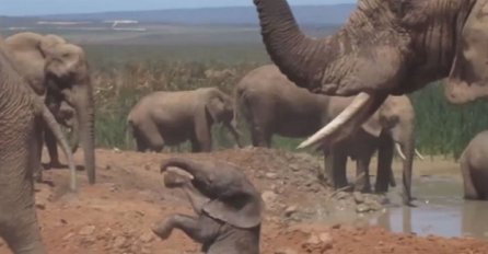 Našao se na putu napaljenom slonu, potresna snimka njegove osvete šokirala turiste (VIDEO)